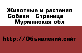 Животные и растения Собаки - Страница 4 . Мурманская обл.